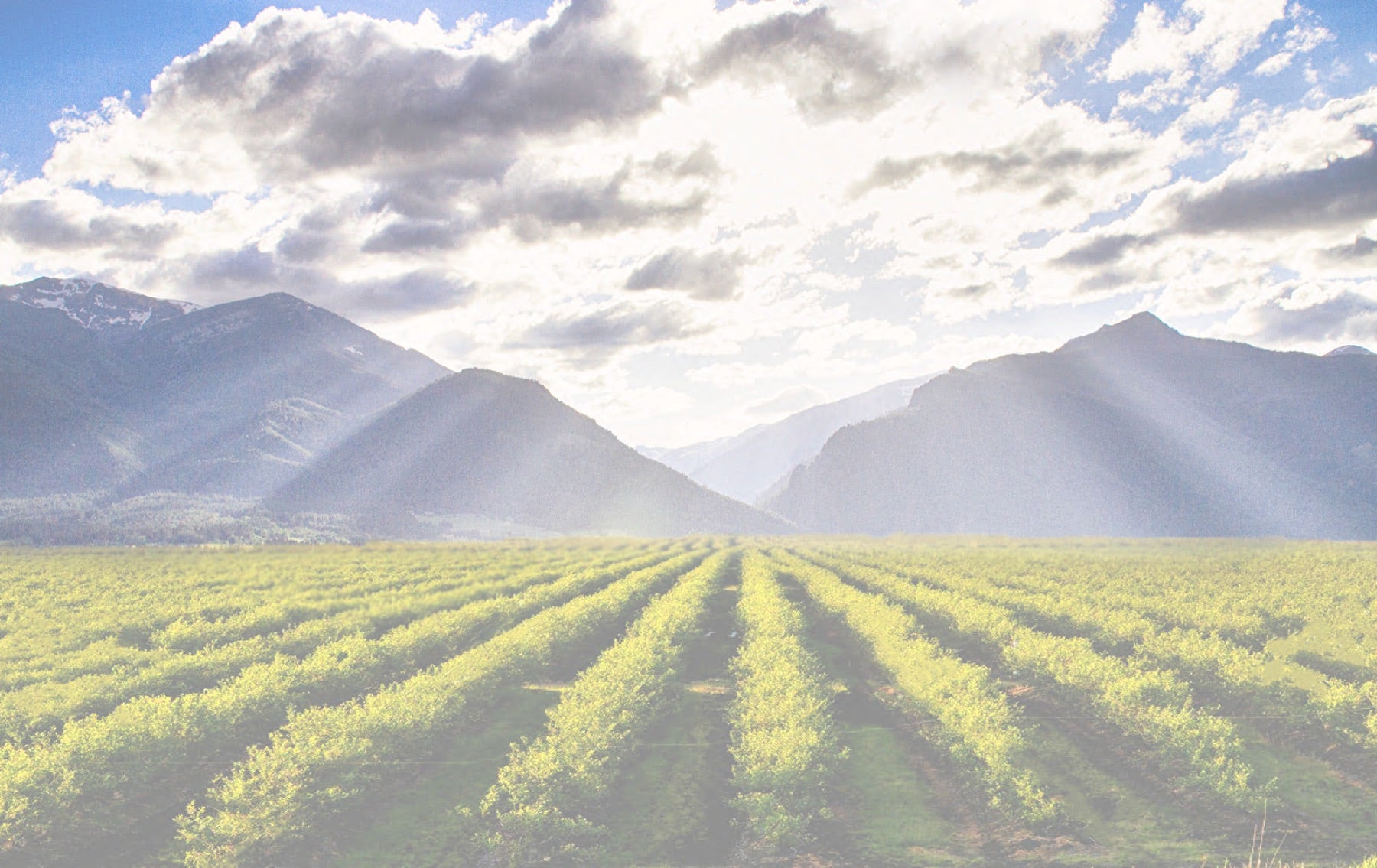 Aspen Grove berry fields beneath the Bitterroot Mountains