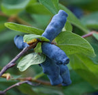 Fresh honeyberries (haskap) grown on the farm